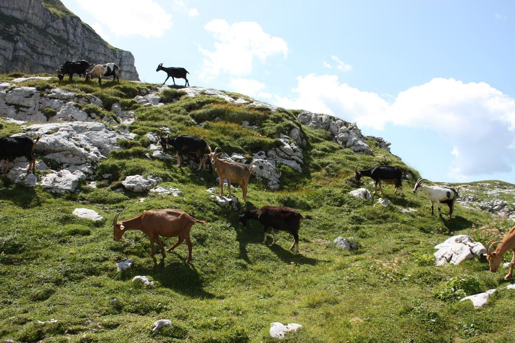 Hotel Alp Bovec Eksteriør bilde